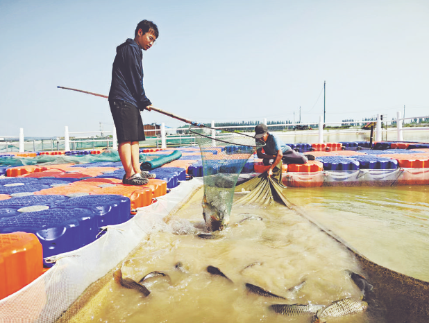 人放天養(yǎng)，黃河灘鯉魚(yú)“躍龍門(mén)”