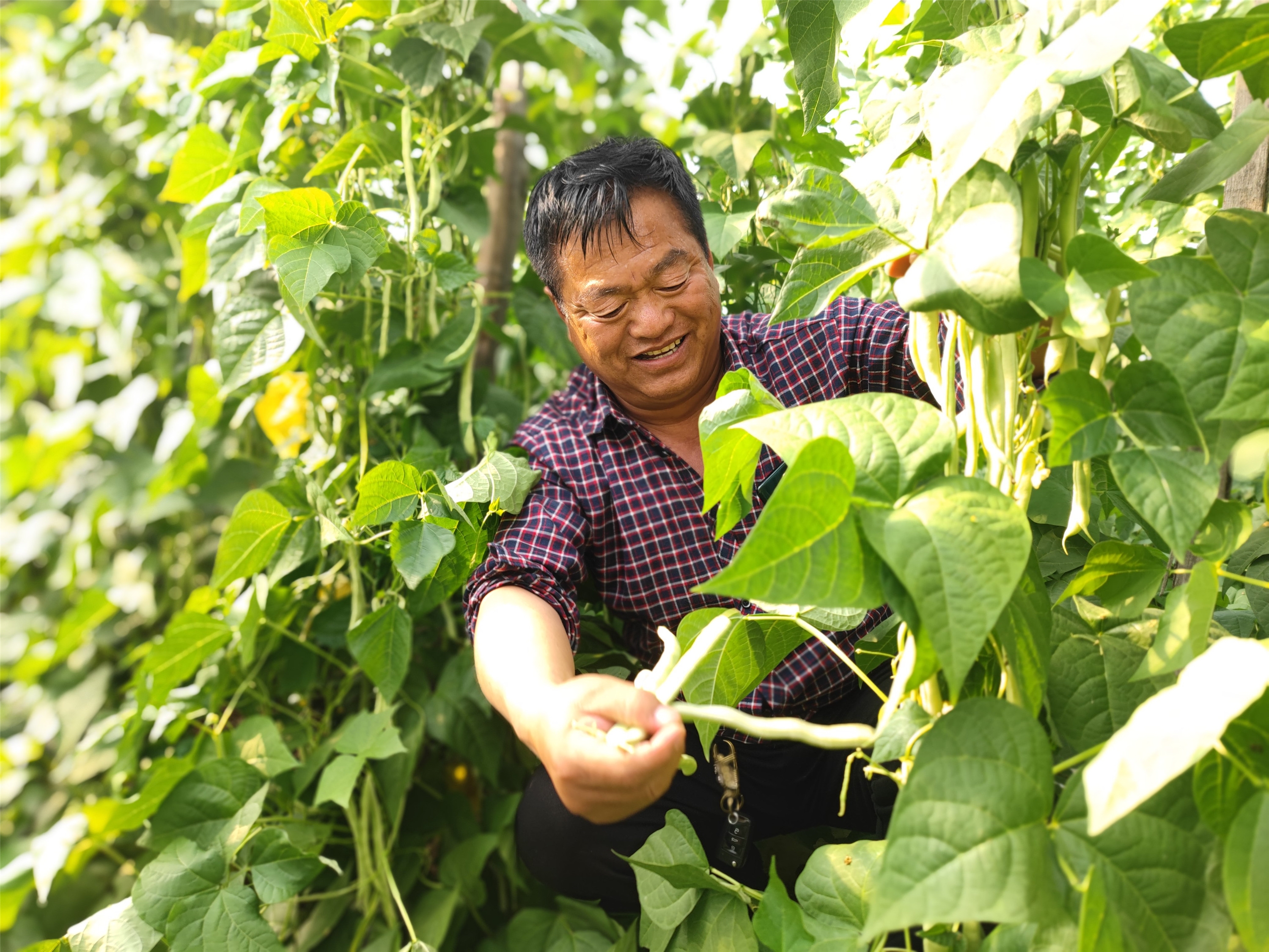 蔬菜種植助農增收