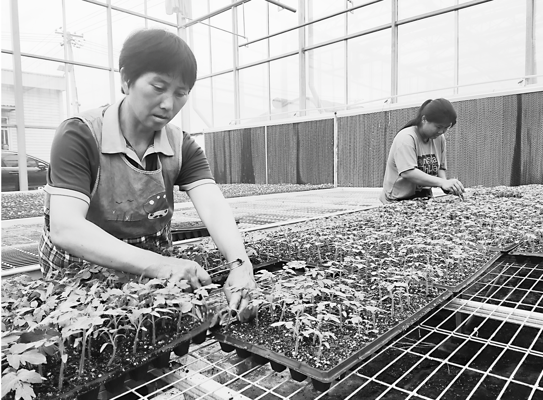 航天育種賦能農(nóng)業(yè)發(fā)展