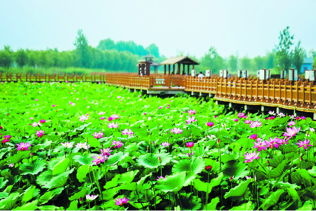 荷塘開盛景，佳節(jié)迎賓朋