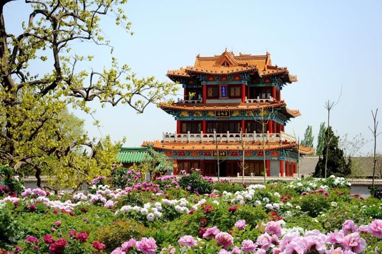 將“寵粉”進(jìn)行到底！請(qǐng)到菏澤賞牡丹