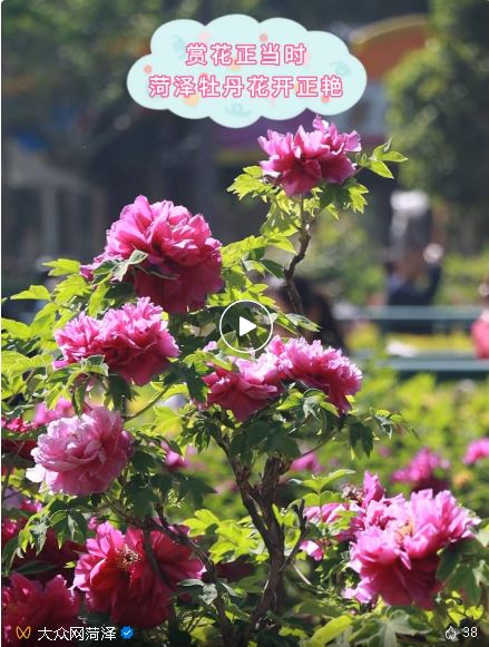 菏澤牡丹驚艷！請你快點奔現(xiàn)！